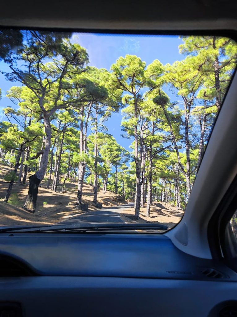 Coche adentrándose en un bosque
