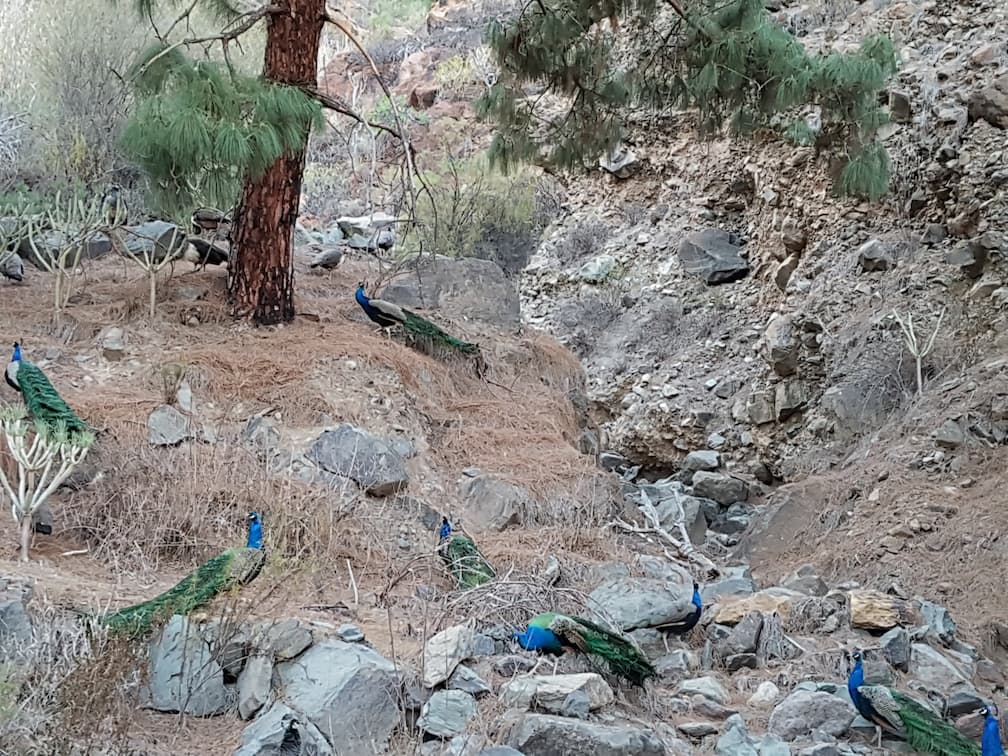Pavos reales en el bosque